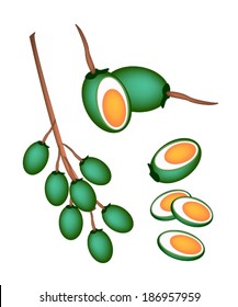 Vegetable and Herb, An Illustration Whole and Half of Fresh Green Betel Palm Nut or Areca Nut Isolated on White Background. 