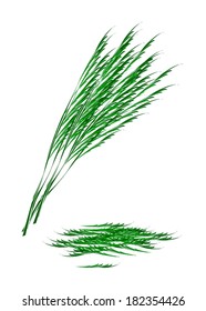Vegetable and Herb, Vector Illustration of Acacia Pennata with Chopped Acacia Pennata Isolated on White Background. 
