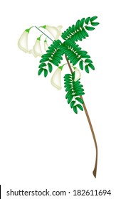 Vegetable and Herb, Vector Illustration of Agasta or Vegetable Humming Bird Plant with Leaves and Blossom Isolated on White Background. 