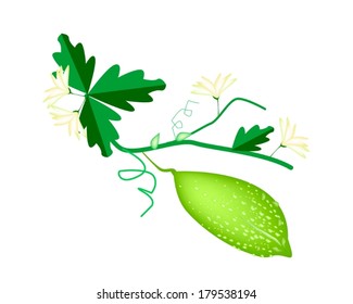Vegetable and Herb, Vector Illustration of Balsam Pear, Balsam Apple, Bitter Gourd and Bitter Melon Hanging on A Vine Isolated on White Background 