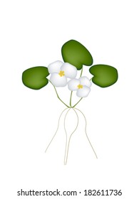 Vegetable and Herb, Vector Illustration A Beautiful White Common Frogbit Plant with Leaves and Blossom Isolated on White Background. 