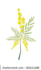Vegetable and Herb, Vector Illustration A Branch of Yellow Sesbania Javanica or Edible Plant with Leaves and Blossom Isolated on White Background. 