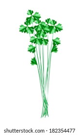 Vegetable and Herb, Vector Illustration of Bunch of Chinese Celery Used for Seasoning in Cooking. 