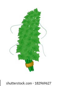 Vegetable and Herb, Vector Illustration Bunch of Coccinia Grandis or Ivy Gourd Isolated on White Background. 