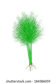Vegetable and Herb, Vector Illustration of Bunch of Ripe Dill Used for Seasoning in Cooking. 