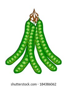 Vegetable and Herb, Vector Illustration Bunch of Sato, Parkia Speciosa, Bitter Bean, Twisted Cluster Bean or Stink Bean Isolated on White Background. 