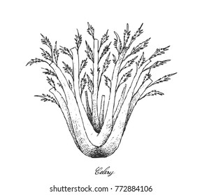 Vegetable and Herb, Vector Illustration of Bunch of Fresh Celery Used for Seasoning in Cooking.