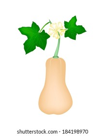 Vegetable and Herb, Vector Illustration of Butternut Pumpkin or Butternut Squash with Friuts and Blossoms Hanging on A Vine Isolated on White Background. 
