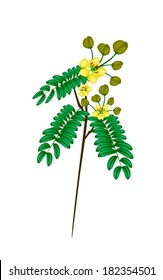 Vegetable and Herb, Vector Illustration of Cassod, Senna Siamea or Thai Copper Bunch with Leaves, Blossom and Pods Isolated on White Background. 