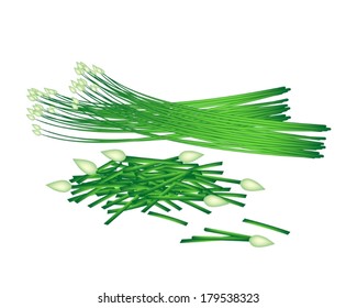 Vegetable and Herb, Vector Illustration of Chopped Garlic Chives wiht Fresh Chinese Garlic Chives or Ku Chai Isolated on White Background 