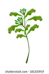 Vegetable and Herb, Vector Illustration of Clove Plant with Green Pods Isolated on White Background. 