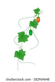 Vegetable and Herb, Vector Illustration of Coccinia Grandis or Ivy Gourd with Friuts and Blossoms Hanging on A Vine Isolated on White Background. 