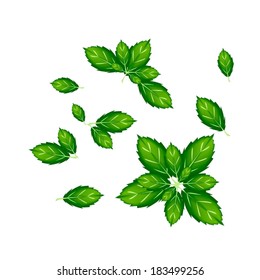 Vegetable and Herb, Vector Illustration Collection of Thai Sweet Basil Leaves Used for Seasoning in Cooking. 