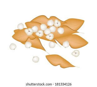 Vegetable and Herb, Vector Illustration of Dried Leaves and Pods of White Cardamon or Siamese Cardamom Used for Seasoning in Cooking. 