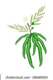 Vegetable and Herb, Vector Illustration of Flower, Pods and Leave on White Popinac, Wild Tamarind, Leadtree and Leucaena Glauca Benth Twig. 