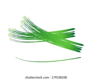 Vegetable and Herb, Vector Illustration of Fresh Chinese Garlic Chives or Ku Chai Isolated on White Background 