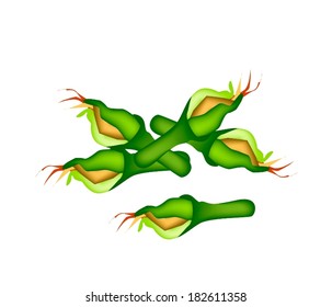 Vegetable and Herb, Vector Illustration of Fresh Zucchini and Zucchini Blossoms with Green Leaves Isolated on White Background. 