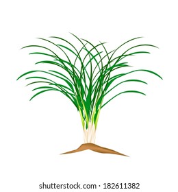 Vegetable and Herb, Vector Illustration of A Fresh Lemon Grass Plantation in Garden. 