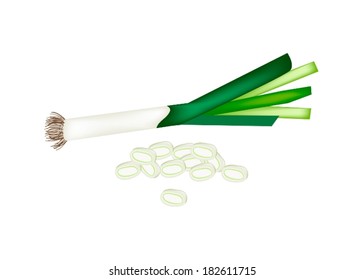 Vegetable and Herb, Vector Illustration of Fresh Green Leek with Chooped Leek Used for Seasoning in Cooking. 