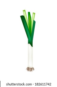 Vegetable and Herb, Vector Illustration of Fresh Green Leek Used for Seasoning in Cooking. 