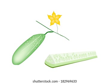 Vegetable and Herb, Vector Illustration of Fresh Cucumber Friuts and Blossoms Hanging on A Vine Isolated on White Background. 