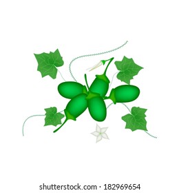 Vegetable and Herb, Vector Illustration of Fresh Coccinia Grandis or Ivy Gourd with Friuts and Blossoms Isolated on White Background. 