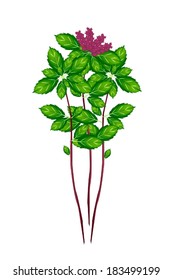 Vegetable and Herb, Vector Illustration of Fresh Thai Sweet Basil Plant with Beautiful Blossoms Used for Seasoning in Cooking. 