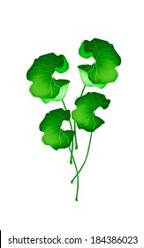 Vegetable and Herb, Vector Illustration Fresh Green Medicinal Asiatic Pennywort, Centella Asiatica, Thankuni or Gotu Kola Plant Herb Alternative Medicine for Arthritis and Juice. 