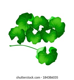 Vegetable and Herb, Vector Illustration Fresh Green Medicinal Centella Asiatica, Asiatic Pennywort, Thankuni or Gotu Kola Plant Herb Alternative Medicine for Arthritis and Juice. 