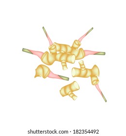 Vegetable and Herb, Vector Illustration of Group of Fresh Galangal or Blue Ginger Used for Seasoning in Cooking. 
