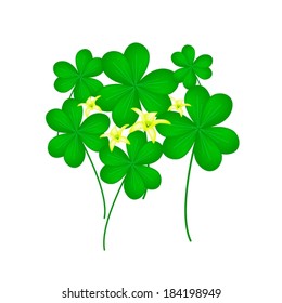 Vegetable and Herb, Vector Illustration of Growing Water Clover Plants or Shamrock with Leaves and Blossom Isolated on White Background. 