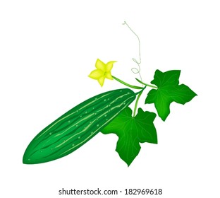Vegetable and Herb, Vector Illustration of Marrow Plant with Friuts and Blossoms Hanging on A Vine Isolated on White Background. 