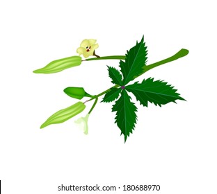 Vegetable and Herb, Vector Illustration of Okra or Lady Finger with Blossom, Buds and Okra Baby on A Stem Isolated on White Background. 