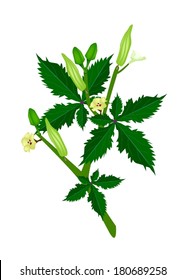 Vegetable and Herb, Vector Illustration of Okra or Lady Finger Plant with Blossom, Buds and Okra Baby Isolated on White Background. 