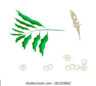 Vegetable and Herb, Vector Illustration of Parts of White Cardamon or Siamese Cardamom Plant with Blossom and Pods Isolated on White Background. 