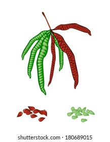 Vegetable and Herb, Vector Illustration of Pods and Seed of White Popinac, Wild Tamarind, Leadtree and Leucaena Glauca Benth Isolated on White Background. 