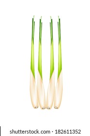 Vegetable and Herb, Vector Illustration of A Row of Fresh Lemon Grass for Seasoning in Cooking. 