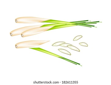 Vegetable and Herb, Vector Illustration of A Stack of Fresh Lemon Grass with Slice Lemon Grass for Seasoning in Cooking. 