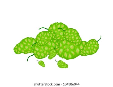 Vegetable and Herb, Vector Illustration Stack of Fresh Noni, Morinda Citrifolia, Great Morinda, Indian Mulberry, Beach Mulberry or Cheese Fruit. 