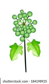 Vegetable and Herb, Vector Illustration of Turkey Berry or Pea Eggplant with Blossom and Leaves on Tree Isolated on White Background. 