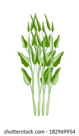 Vegetable and Herb, Vector Illustration of Water Spinach or Ipomoea Aquatica Isolated on White Background. 