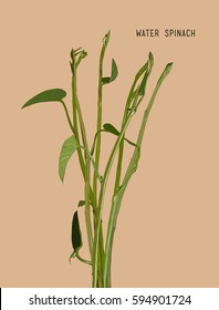 Vegetable and Herb, Vector Illustration of Water Spinach, Kang Kong or Ipomoea Aquatica Isolated and outline hand drawn sketch vintage style.
