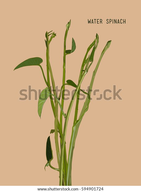 Water Spinach Vector Images 85