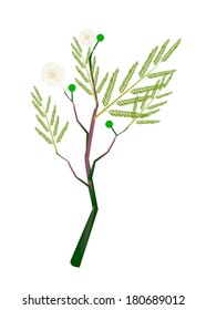 Vegetable and Herb, Vector Illustration of White Popinac, Wild Tamarind, Leadtree and Leucaena Glauca Benth with Blossom and Pods Isolated on White Background. 