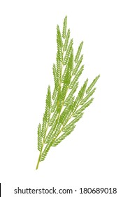 Vegetable and Herb, Vector Illustration of White Popinac, Wild Tamarind, Leadtree and Leucaena Glauca Benth Leave Isolated on White Background. 