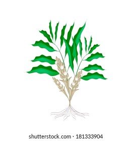 Vegetable and Herb, Vector Illustration of White Cardamon or Siamese Cardamom Plant with Blossom and Pods Isolated on White Background. 