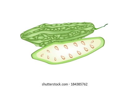 Vegetable and Herb, Vector Illustration of Whole and Half Balsam Pear, Bitter Gourd and Bitter Melon Isolated on White Background 