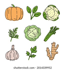 Vegetable and herbs sketch. Pumpkin, spinach, cauliflower, dill and cabbage. Celery, herb, garlic, parsley and ginger. Hand drawn vector set. Doodle illustration collection