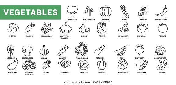 Vegetable icon set. Minimal thin line style. Outline icons collection vegetables zucchini, tomato, radish, mushroom, ginger, broccoli, corn daikon Vector illustration Design on white background EPS 10