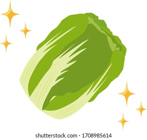 Vegetable icon . 
Vector illustration of Chinese cabbage .